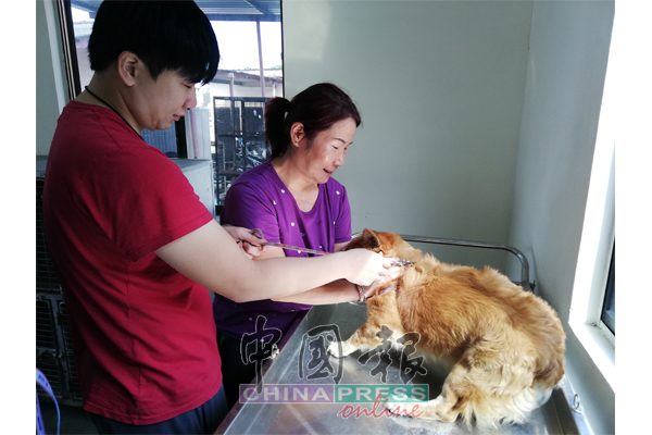 邓伟杰（左）与母亲，将家里养的爱犬带到兽医局注射疫苗。