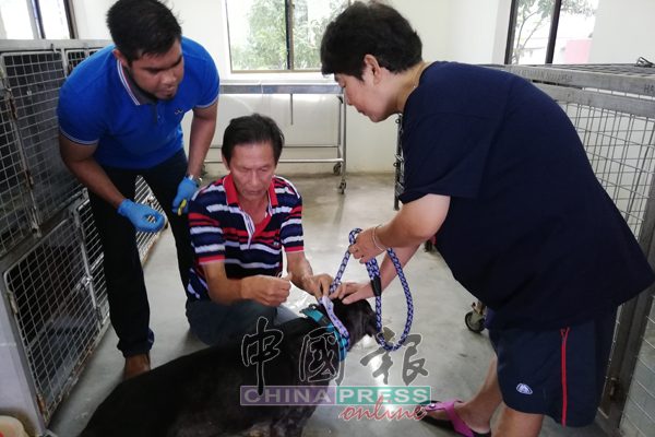 兽医局人员协助手忙脚乱的狗主，让他们的狗只接受注射疫苗。