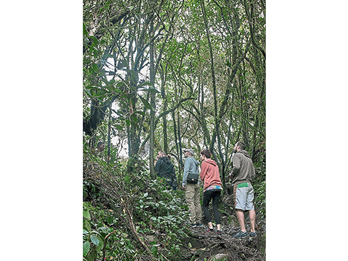 常年处于潮湿环境中的苔藓森林，令山路变滑，但也有一些喜欢刺激的朋友，舍弃台阶，取道森林的羊肠小径。