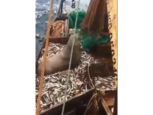 一只海狮连同鱼只被渔民捕获上岸。