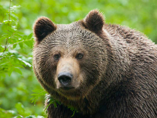 南卡罗来纳州是黑熊的栖息地。