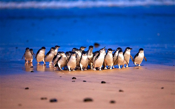 游客可在澳洲菲利普岛上观赏世界上最小的企鹅。