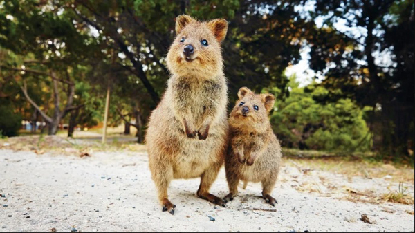 澳洲短尾矮袋鼠超萌模样受人喜爱。