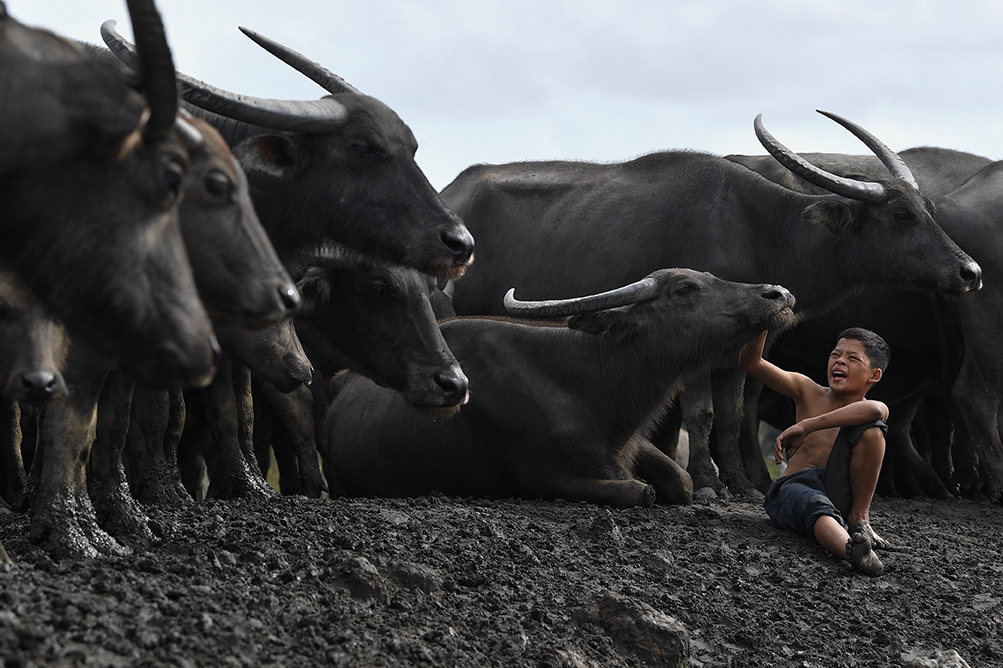 甘榜少年莫哈末苏古卡密斯与父亲饲养的水牛群，真实互动成就得奖无数的摄影作品。