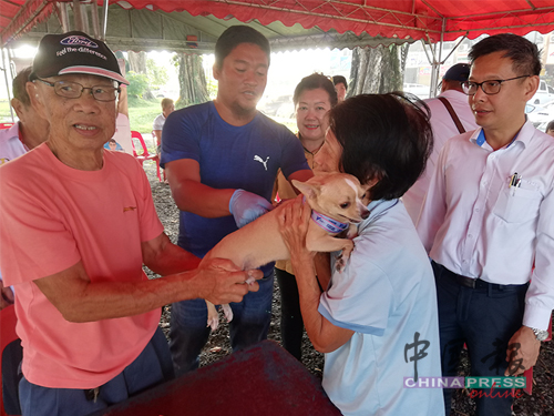 太平狗主为主求安心，纷纷将爱犬携来注射疫苗。