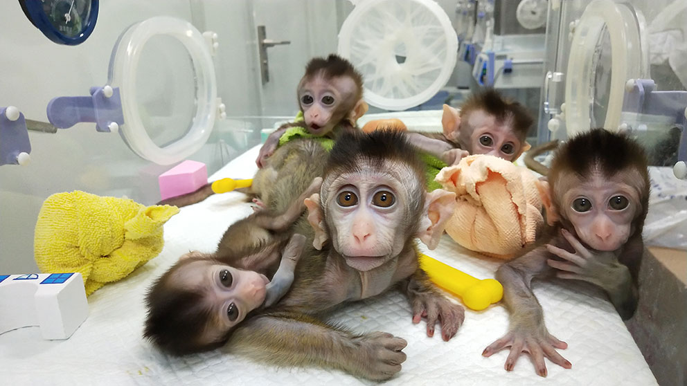 5只生物钟紊乱体细胞复制猴。（新华社）