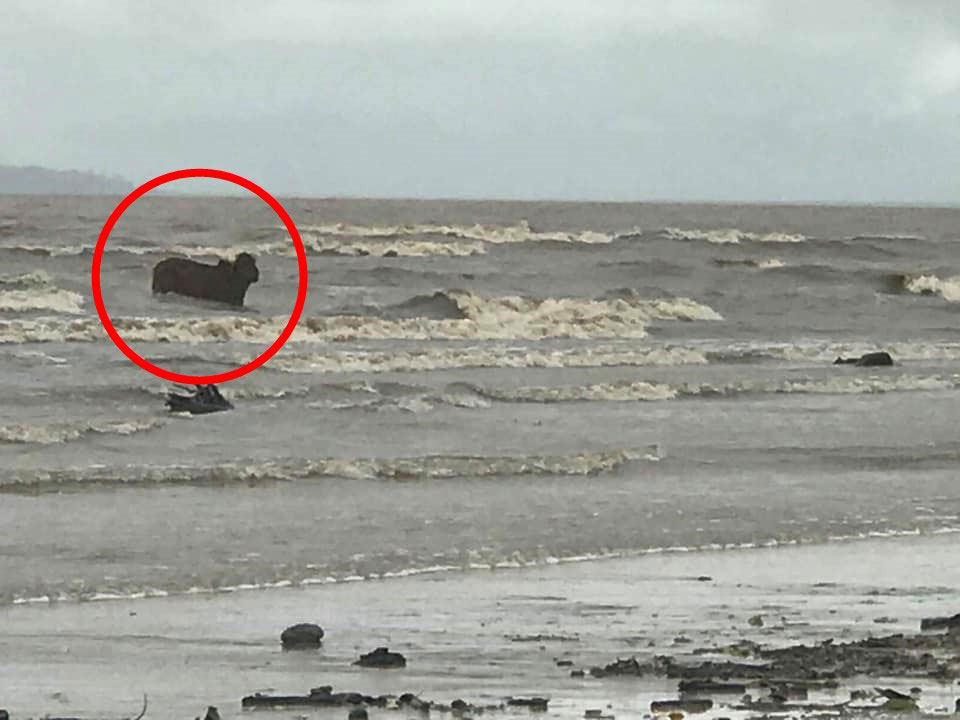 有乳牛被冲到海上。
