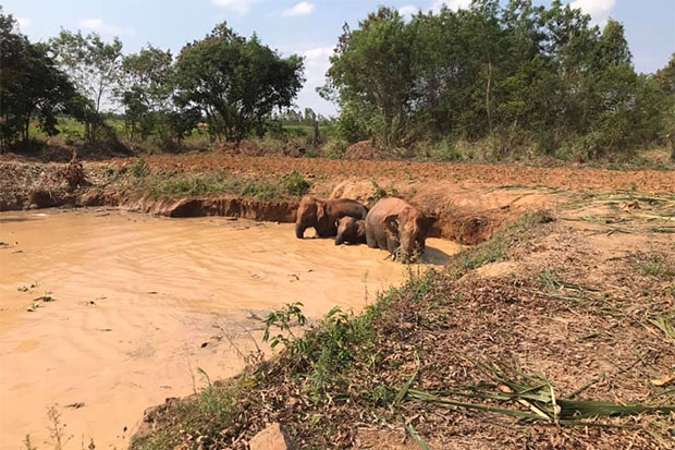 5只大象和3只小牛，周六被发现困在泥塘内，无法逃出泥塘。