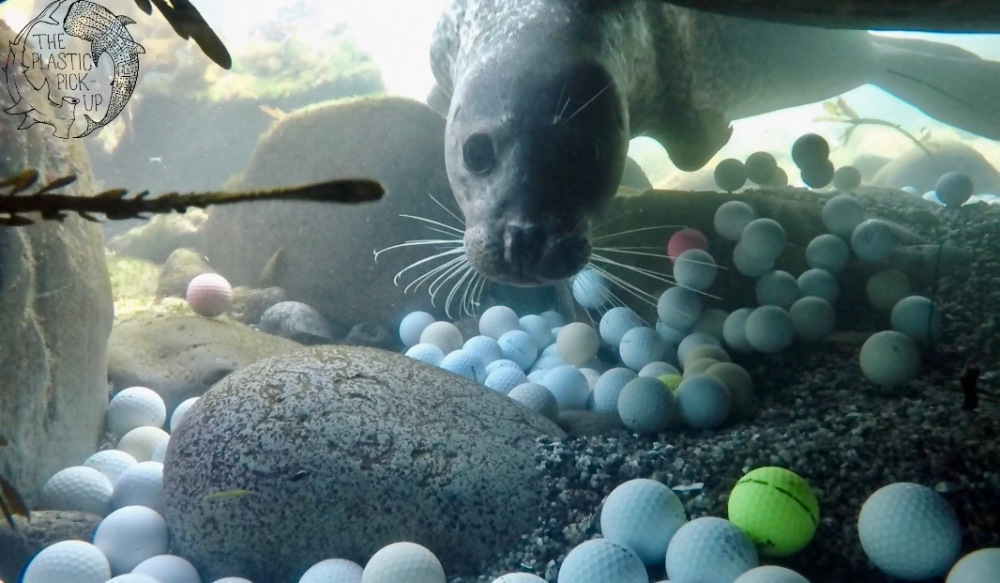 沉积在海底的高尔夫球，引发一只海豹的好奇。