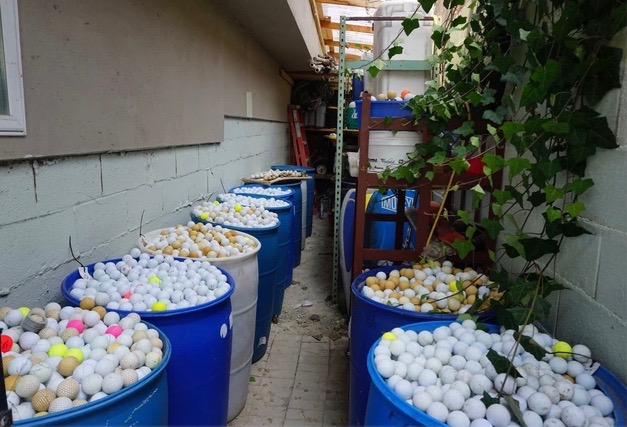 韋伯父女把撈起的高爾夫球帶回家，收集在大藍桶內。