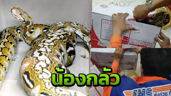 泰国邮政近日在面子书上揭露，曾有民众通过该局，邮寄花蟒蛇。