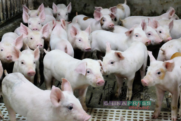 猪是爱乾净的，生长在封闭式养猪场的仔猪，都清清洁洁。