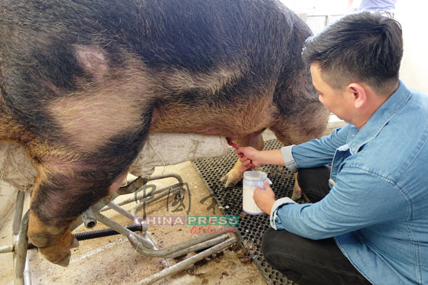猪农赤手挤压出种猪的精液。