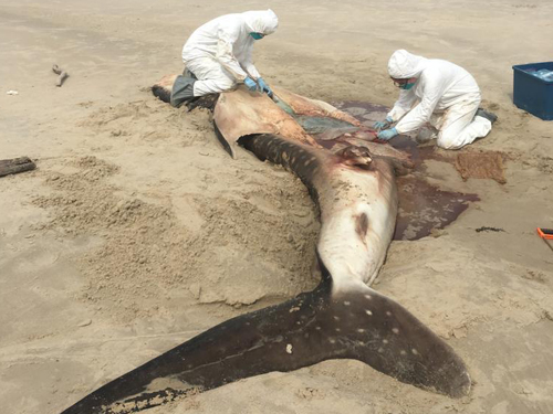 兽医当场解剖搁浅的鲸鲨尸体，研究其死亡原因。