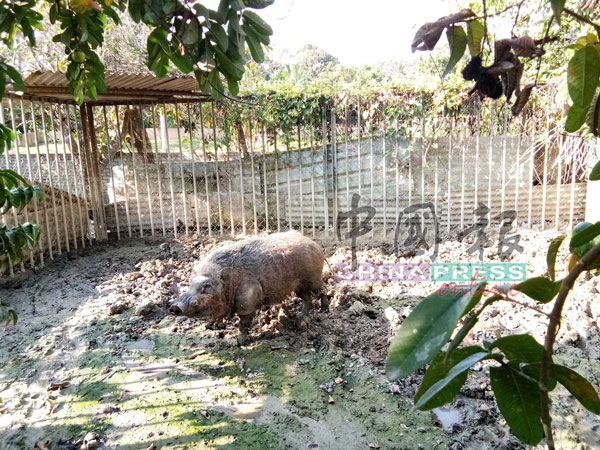 上百公斤的“神猪”，被饲养在一处空地，成为另类“家宠”。