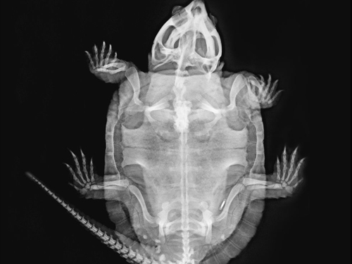 大头龟X光片。