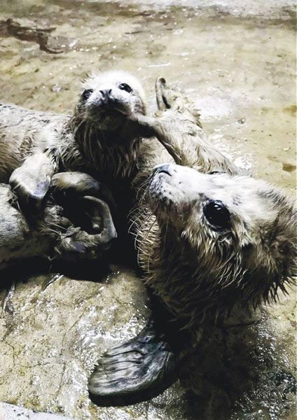 斑海豹幼崽易驯养，观赏价值高，近年愈发受各地水族馆青睐而成为偷猎目标。