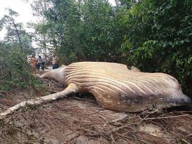 10吨重11公尺长 亚马逊丛林惊现座头鲸尸