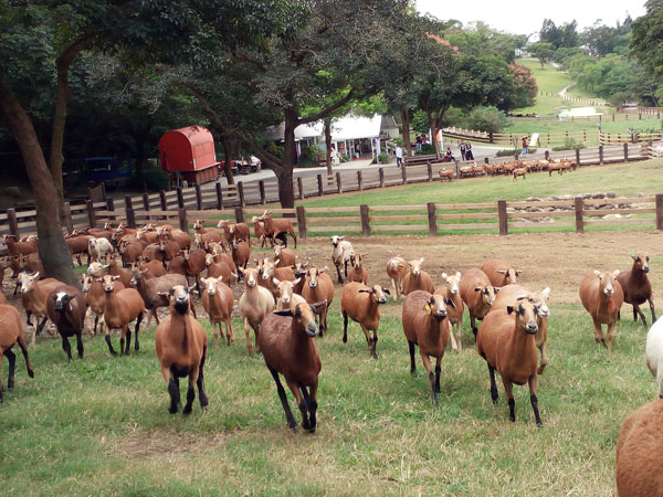 在飞牛牧场，活泼的羊群，似乎更抢走牛的风头。