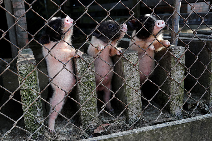 台湾桃园一个农场的猪猪，等待顾客购买回家。（路透社）