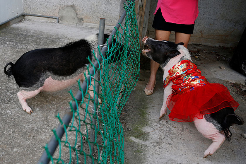 “欣欣”和“美美”两只小猪。