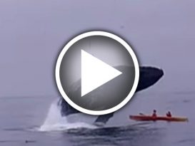 座头鲸横空出海 划艇遭“灭顶” 2人险死