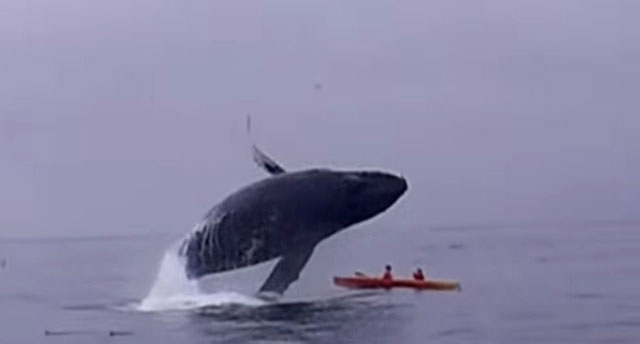 人类的渺小！座头鲸横空出海，2人划艇遭“灭顶”濒死。