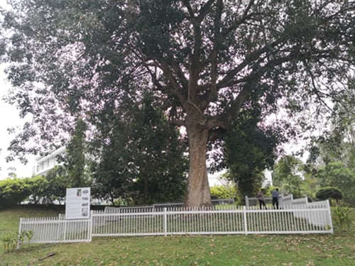 芙蓉市议会在森州最老橡胶树的周围筑起围篱，以免被破坏。