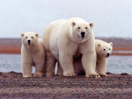 数十只北极熊入侵！ 俄岛屿发布紧急状态