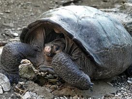 消失110年以为或已灭绝 巨龟现身加拉帕戈斯群岛