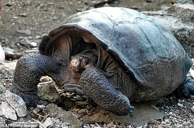 研究人员在加拉帕戈斯群发现的巨龟。