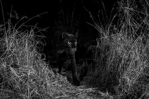 黑豹深夜出动捕猎，被卢卡斯拍下高清晰图片，连其身上的斑点都清楚可见。