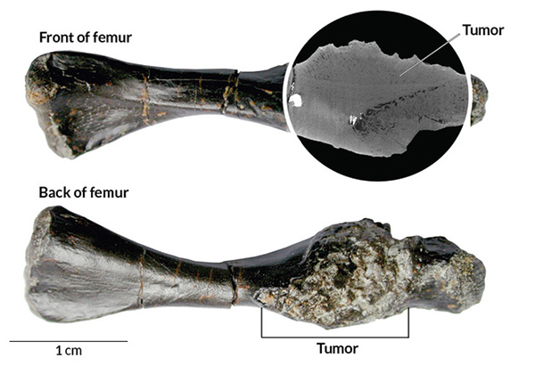 罗氏祖龟的左股骨化石发现有癌细胞的痕迹。