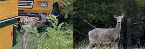 感染病毒的鹿只（左）与健康鹿只的对比。