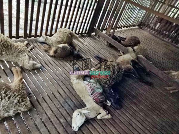 15只绵羊遭黑豹撕咬，身躯皆遭利齿撕碎，死状骇人。