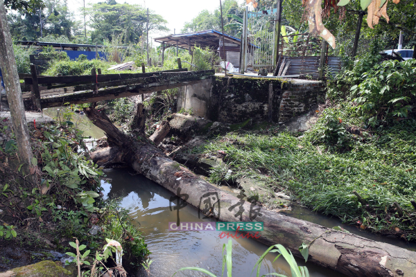 大雨把约20尺长的大树桐从上游冲入河，卡着在郭春林住家前的小桥下。