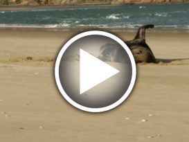 海豹排泄物藏有USB   内存海狮照片与影片