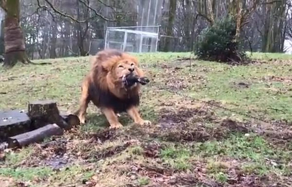 狮子咬着肉“参加”拔河。
