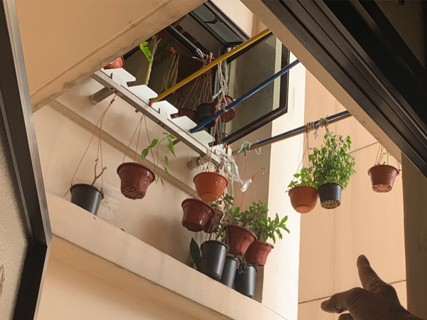 盛港组屋18楼晾衣处，悬吊10余盆盆栽。