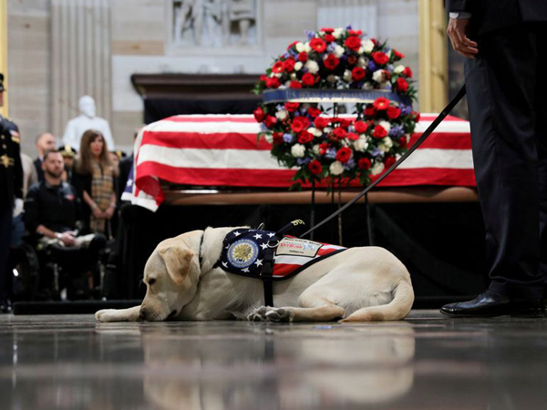 老布什去年底与世长辞，“萨利”伏在灵柩前面闷闷不乐。