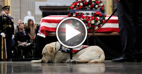 老布什生前爱犬 照顾残障退役军人