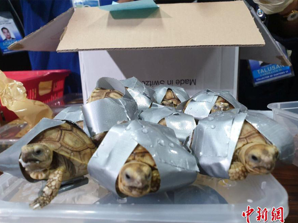 菲律宾海关查获了活被胶带包裹的活海龟。（中新网）