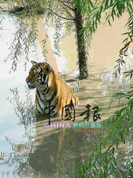 老虎在水中纳凉。