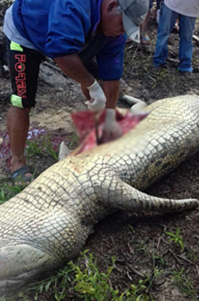 村民将鳄鱼活活打死后剖开鳄鱼腹发现疑是人类骨骸。