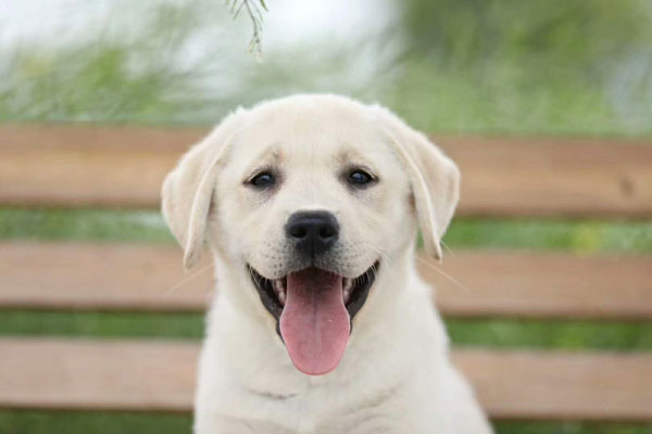 拉布拉多犬第28年蝉联美国最受欢迎狗狗。（资料图）