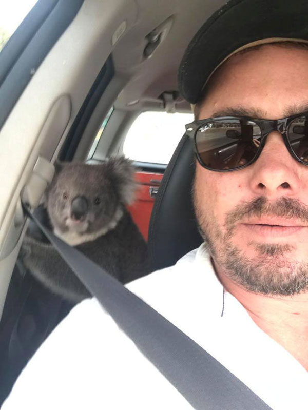 澳洲南部一名酿酒人回到车中时发现车上多了一只无尾熊，由于澳洲当地天气相当炎热，车上的冷气吸引了无尾熊钻进车中。（路透社）
