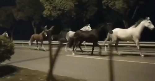上海9匹马逃出 民众惊见“赛马公路赛”