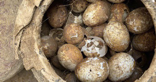 古墓挖出春秋鸡蛋 2500年完好无损