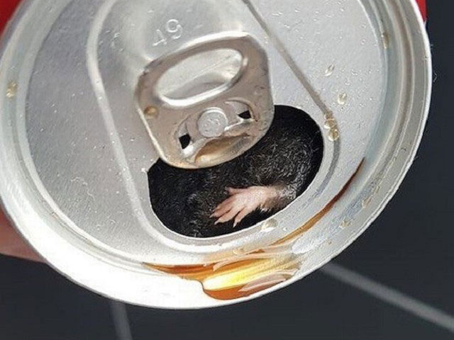 罐子里可见老鼠小手。