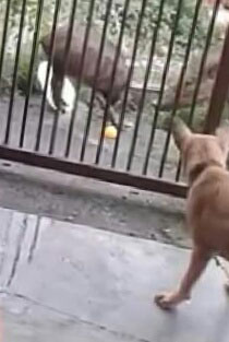 猪狗隔着一道铁栅友善接触，与猎犬见到野猪厮杀的场面相反。